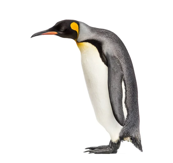 Pingüino Rey Pie Frente Fondo Blanco —  Fotos de Stock