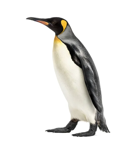 白の上に隔離されたペンギンの散歩の側面図 — ストック写真