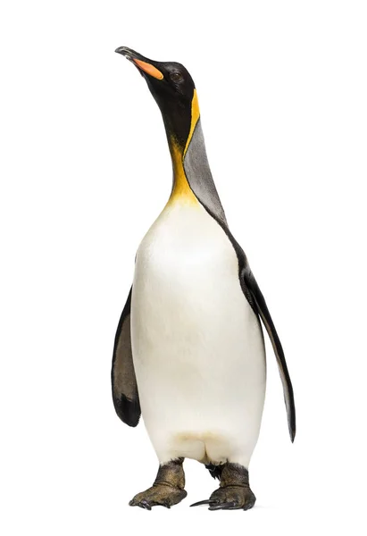 Pingüino Rey Pie Frente Fondo Blanco — Foto de Stock