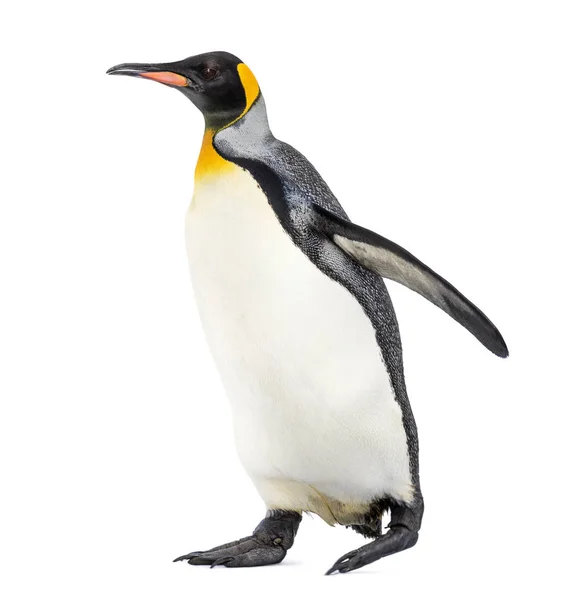 Вид Сбоку Прогуливающегося Королевского Пингвина Изолированного Белом — стоковое фото