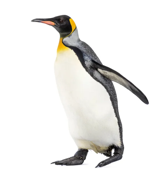 Side View King Penguin Walking Isolated White — Stock Photo, Image