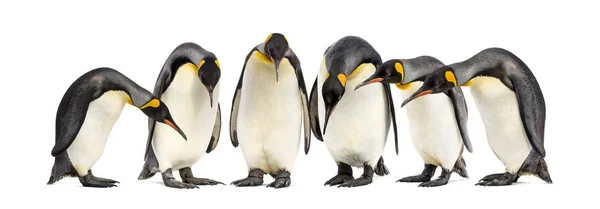 Колония Короля Пингвинов Ряд Изолированные Белом — стоковое фото