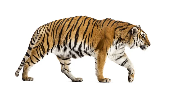 3D Tiger Images – Browse 17,860 Stock Photos, Vectors, and Video