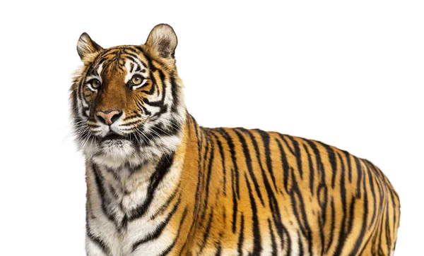 Porträtt Stor Manlig Tiger Stor Katt Isolerad Vitt — Stockfoto