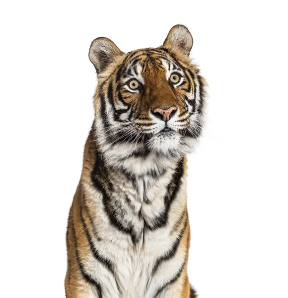 Großaufnahme Auf Dem Kopf Eines Männlichen Tigers Großkatze Isoliert Auf — Stockfoto