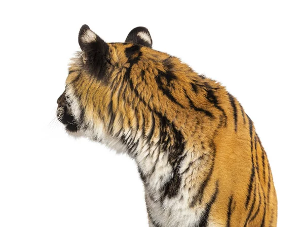 Visão Traseira Cabeça Tigre Olhando Para Trás Gato Grande Isolado — Fotografia de Stock
