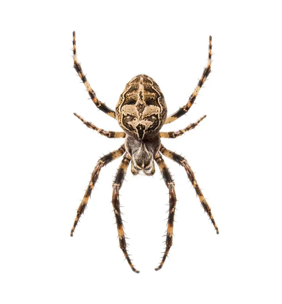 Αράχνη Diadem Στον Ιστό Της Araneus Diadematus Απομονωμένη — Φωτογραφία Αρχείου