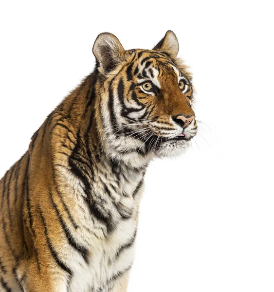 Retrato Cabeça Tigre Macho Olhando Para Longe Gato Grande Isolado — Fotografia de Stock