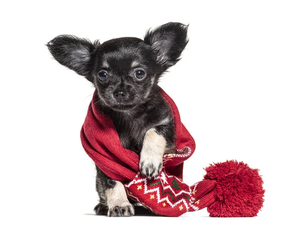 Cucciolo Chihuahua Indossare Una Sciarpa Rossa Mesi Isolato Bianco — Foto Stock