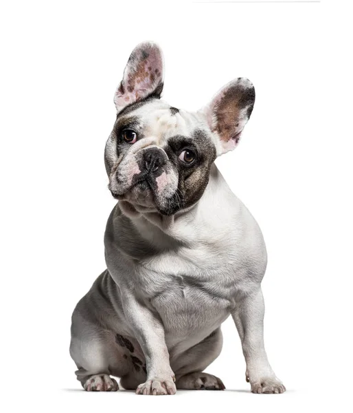 Sitting French Bulldog Looking Camera Isolated — Stock Photo, Image