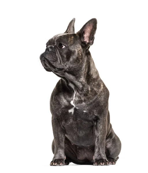 Franse Bulldog Zit Kijkt Weg Geïsoleerd Wit — Stockfoto