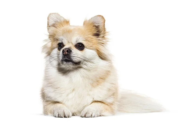 Mirando Hacia Otro Lado Pomeranian Acostado Aislado Blanco — Foto de Stock