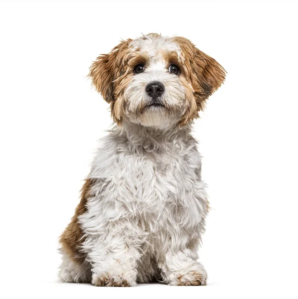 Sentado Filhote Cachorro Havanese Cão Olhando Meses Isolado Branco — Fotografia de Stock