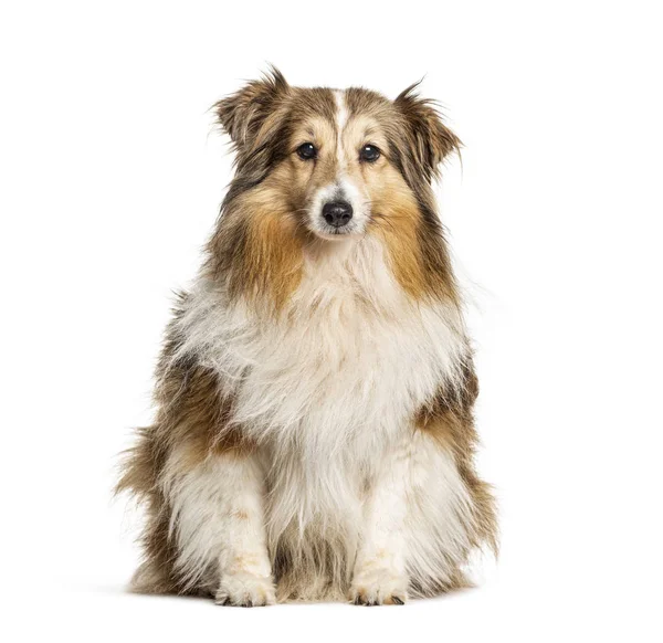 Ülő Shetland Sheepdog Elszigetelt Fehér — Stock Fotó