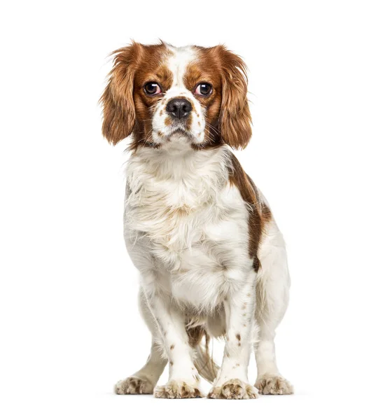 Собака Кавальере Короля Чарльза Изолированная Белом — стоковое фото