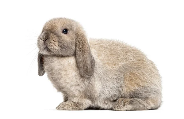 Mini Lapin Bouclé Isolé Sur Blanc — Photo