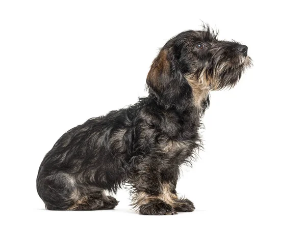 Looking Dachshund Dog Isolated White — Stock Photo, Image