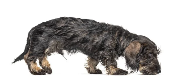 歩いているダックスフンドの犬の側面図地面を嗅ぎ 隔離された — ストック写真