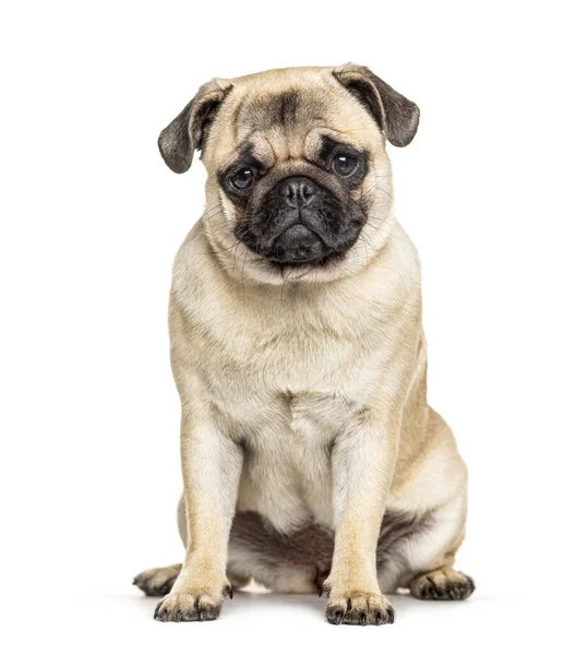 Pug Sentado Aislado Blanco — Foto de Stock