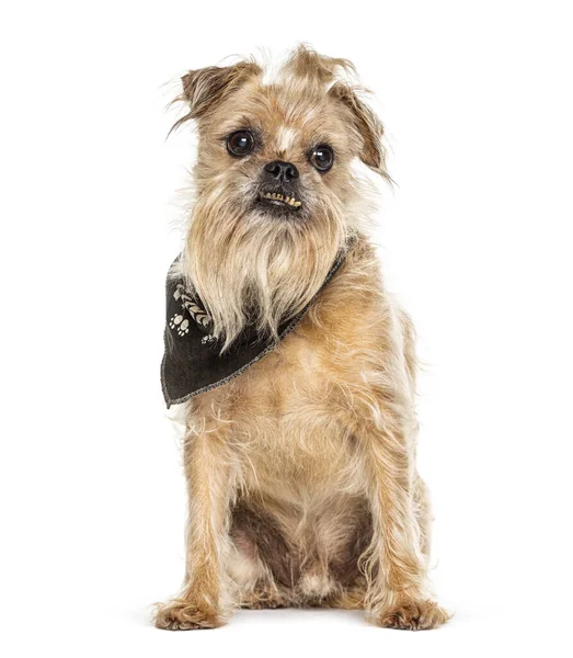 Old Griffon Bruxellois Hund Mit Zahnstein Auf Dem Zahn Isoliert — Stockfoto