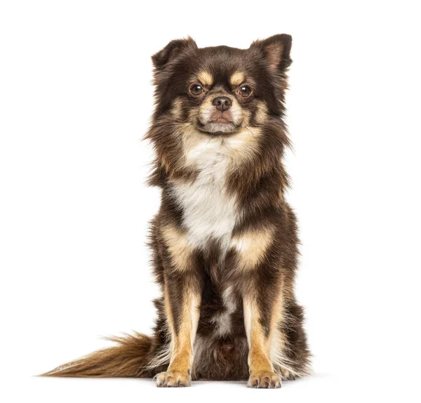 Brun Chihuahua Hund Isolerad Vit — Stockfoto