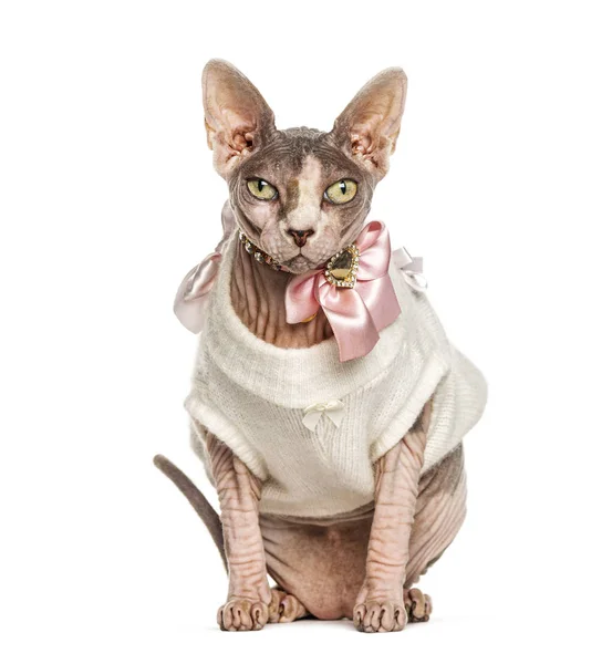 Sphynx Cat Dressed Pink Isoliert Auf Weiß — Stockfoto