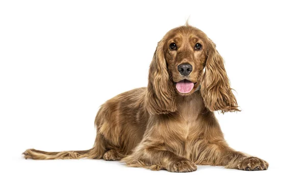 Hijgen Engels Cocker Spaniel Liegen Geïsoleerd Wit — Stockfoto