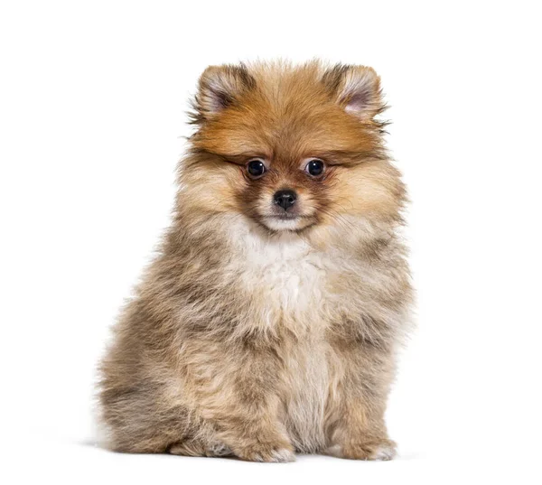 Pomeranian Tittar Kameran Isolerad Vit — Stockfoto