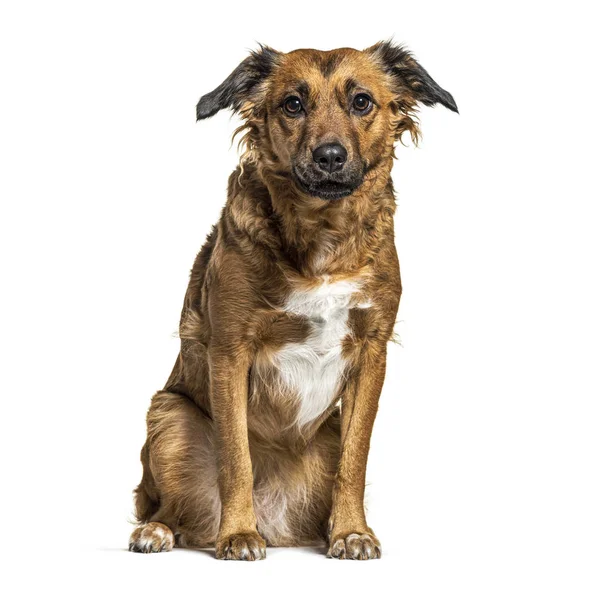 Sitting Crossbreed Dog Isolated White — Stock Photo, Image