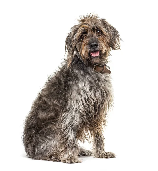 Zittende Bruine Shaggy Korthals Griffon Hond Geïsoleerd Wit — Stockfoto