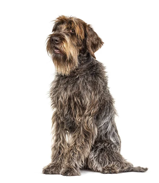 Sitter Expressiva Korthals Griffon Hund Isolerad Vit — Stockfoto