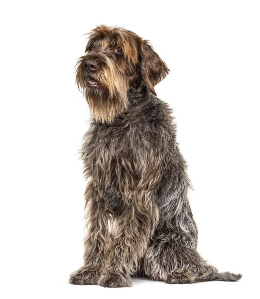 Sitting Expressive Korthals Griffon Dog Isolated White — Stock Photo, Image