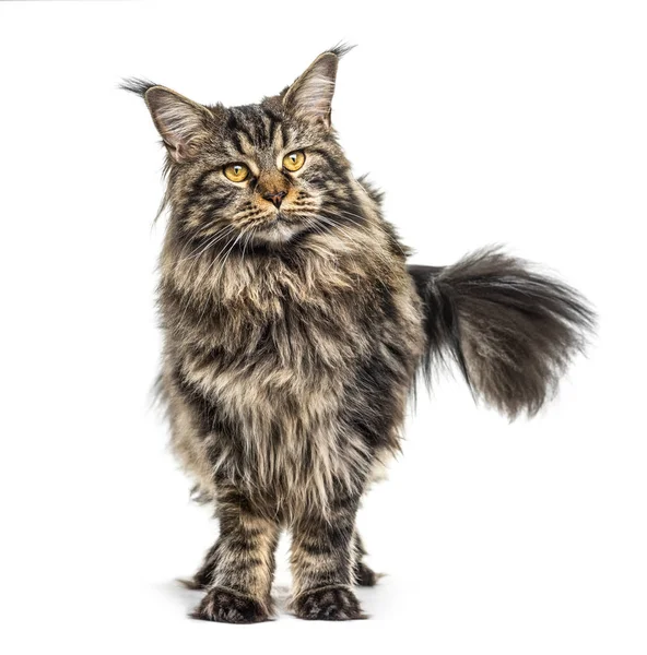 Standing Maine Coon Isolated White — Stock Photo, Image