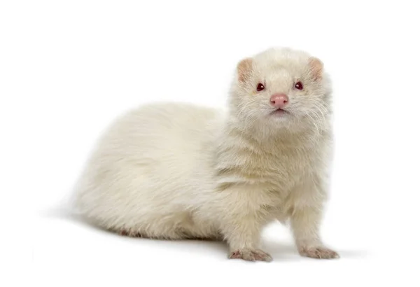 White Ferret Melihat Kamera Terisolasi Dengan Warna Putih — Stok Foto