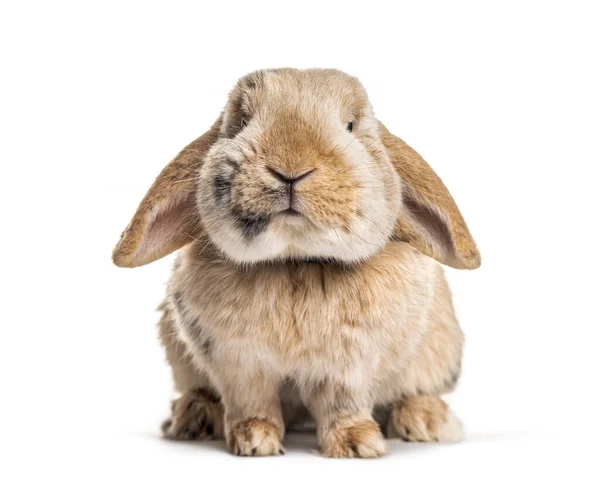 Front View Rabbit Isolated White — Stock Photo, Image