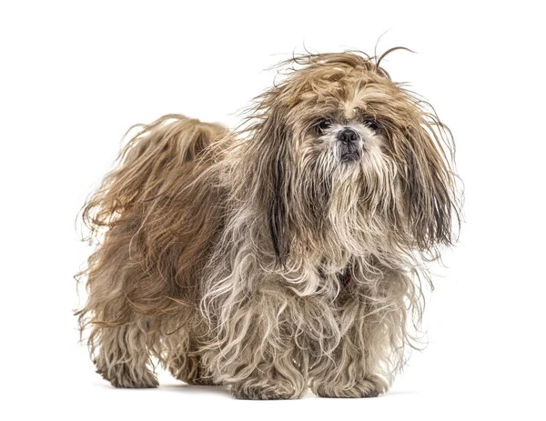 Shaggy Shih Tzu Isolated White — Stock Photo, Image