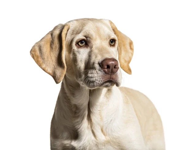 Portrét Krému Labrador Izolovaný Bílém — Stock fotografie