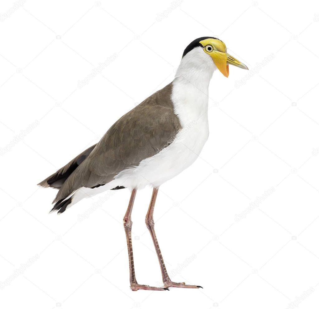 Masked lapwing standing in front of a white background