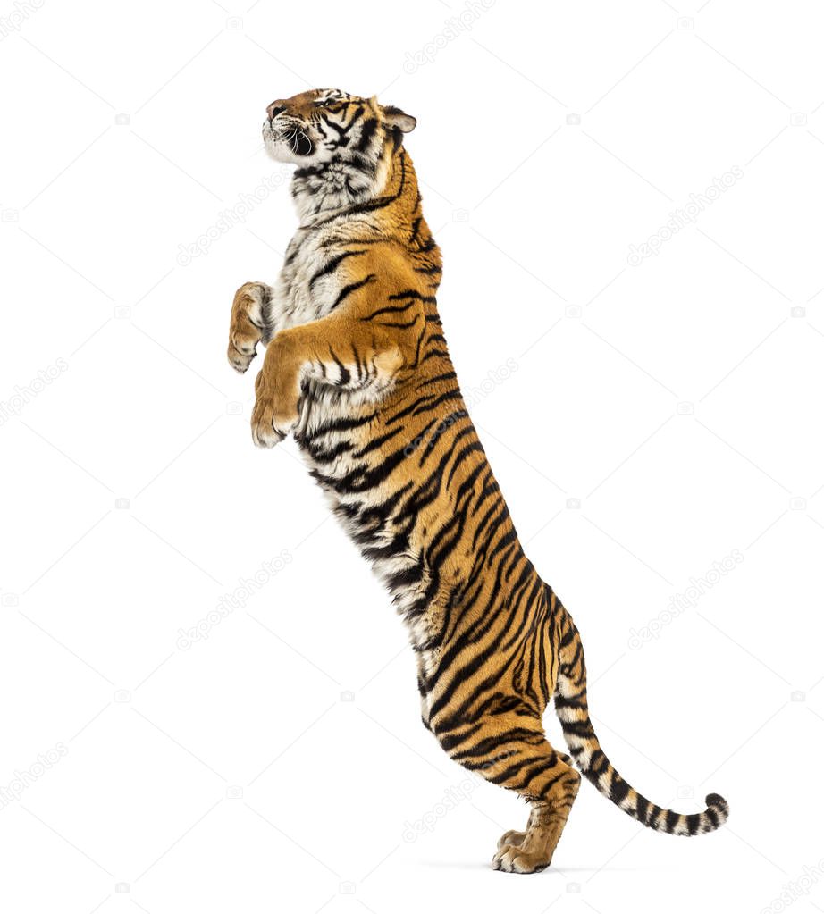 Male tiger jumping, big cat, isolated on white
