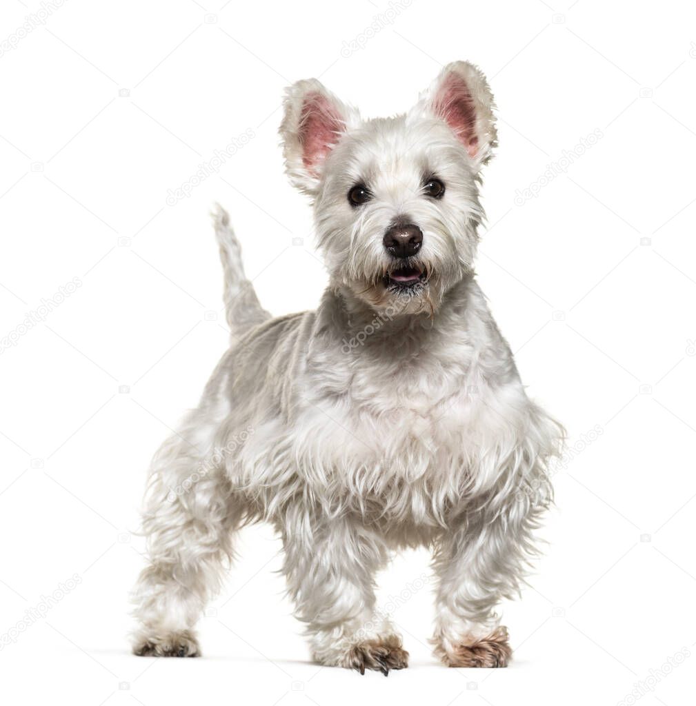 Standing West Highland White Terrier, isolated on white