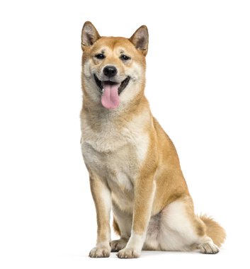 Shiba Inu köpeği yalnız başına oturuyor ve nefes nefese.