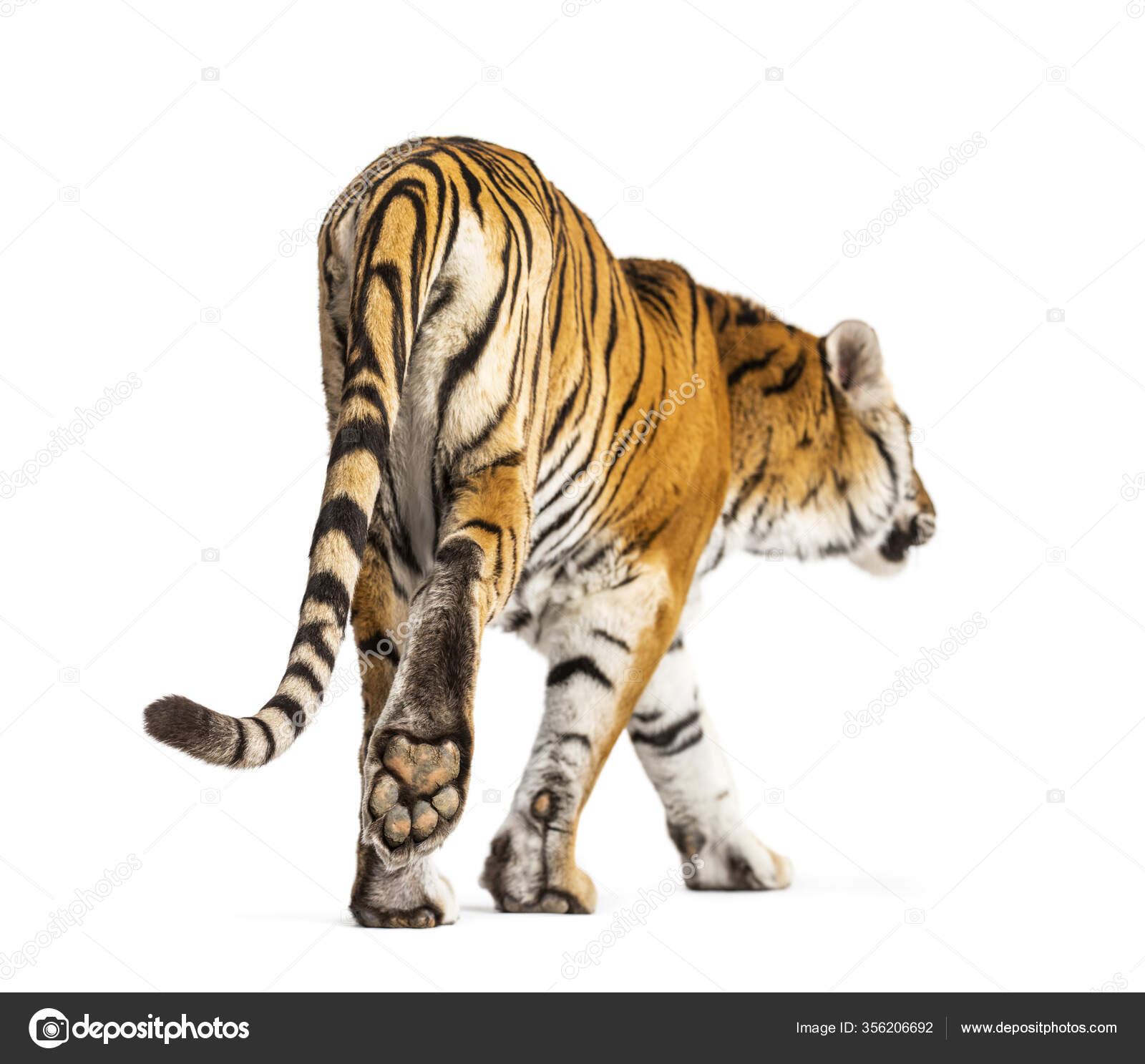 Back View Tiger Walking Going Away Big Cat Isolated White — Stock Photo