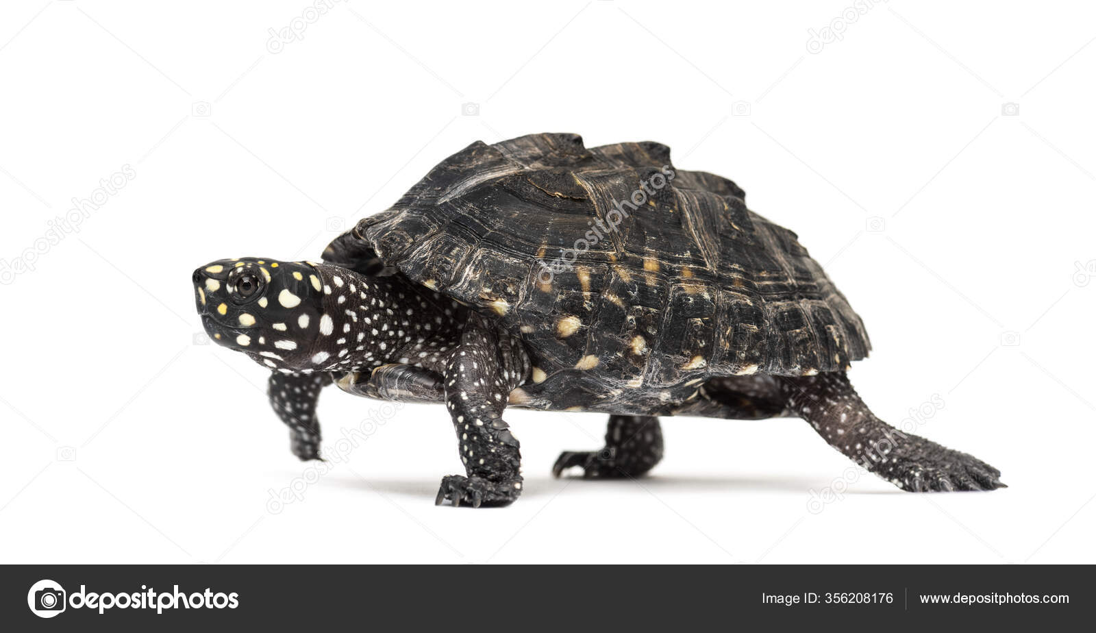 Side View Walking Black Pond Turtle Geoclemys Hamiltonii Isolated Stock