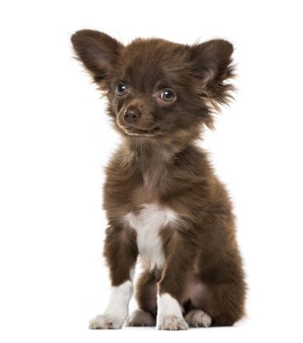 Köpek Chihuahua oturan, 4 aylık beyaz izole