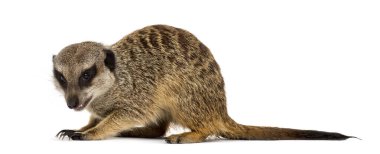 Savunmada Suricate, beyazda tecrit