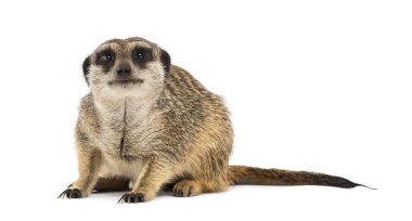 Otururken rahatsız edici, beyaz tenli.