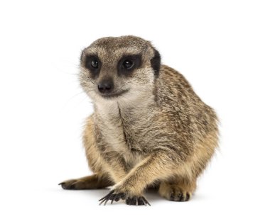 Ön pençeleri katlanmış, beyaz üzerinde izole edilmiş.