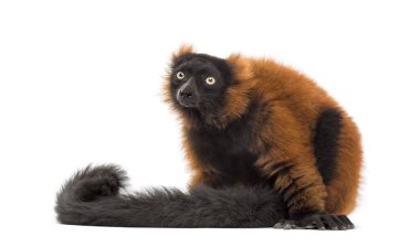 red ruffed lemur sitting, isolated on whit