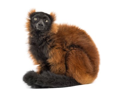 red ruffed lemur sitting, isolated on whit