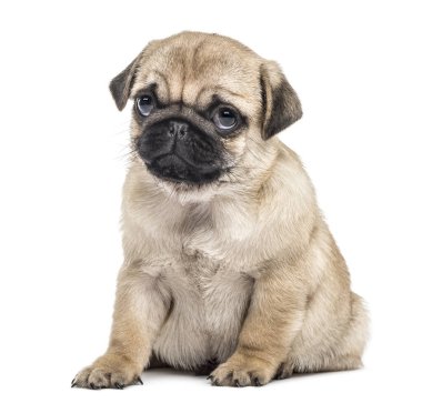 Oturmuş, üzerinde beyaz izole pug köpek yavrusu